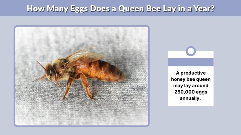 How Many Eggs Does a Queen Bee Lay in a Year?