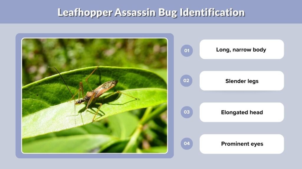 Leafhopper Assassin Bug Identification