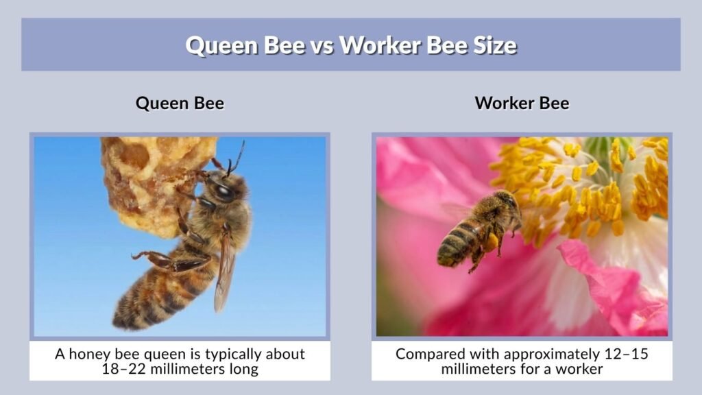 Queen Bee vs Worker Bee Size