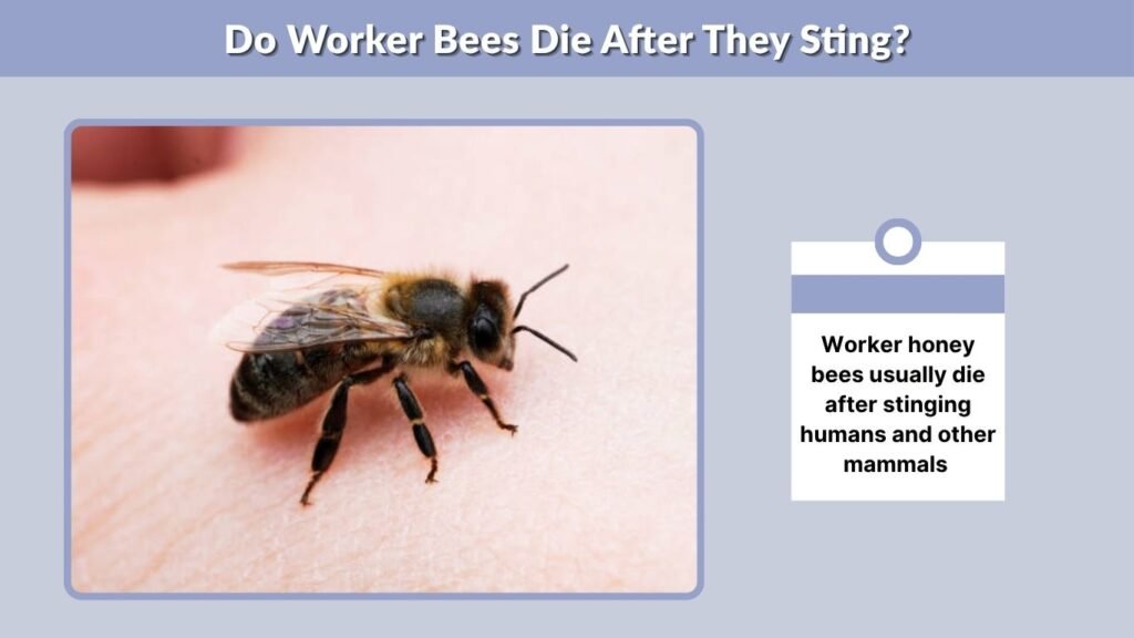 Do Worker Bees Die After They Sting?