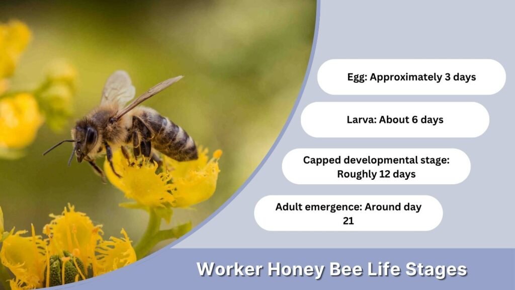 Worker Honey Bee Life Stages