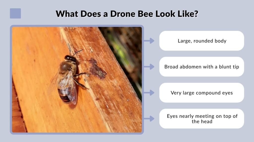 What Does a Drone Bee Look Like?