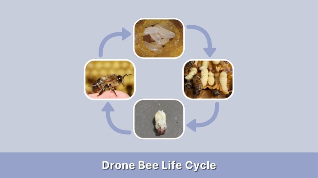 Drone Bee Life Cycle