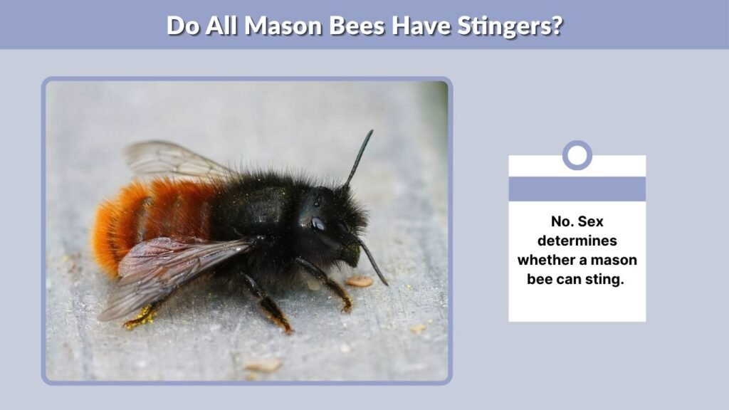 Do All Mason Bees Have Stingers?