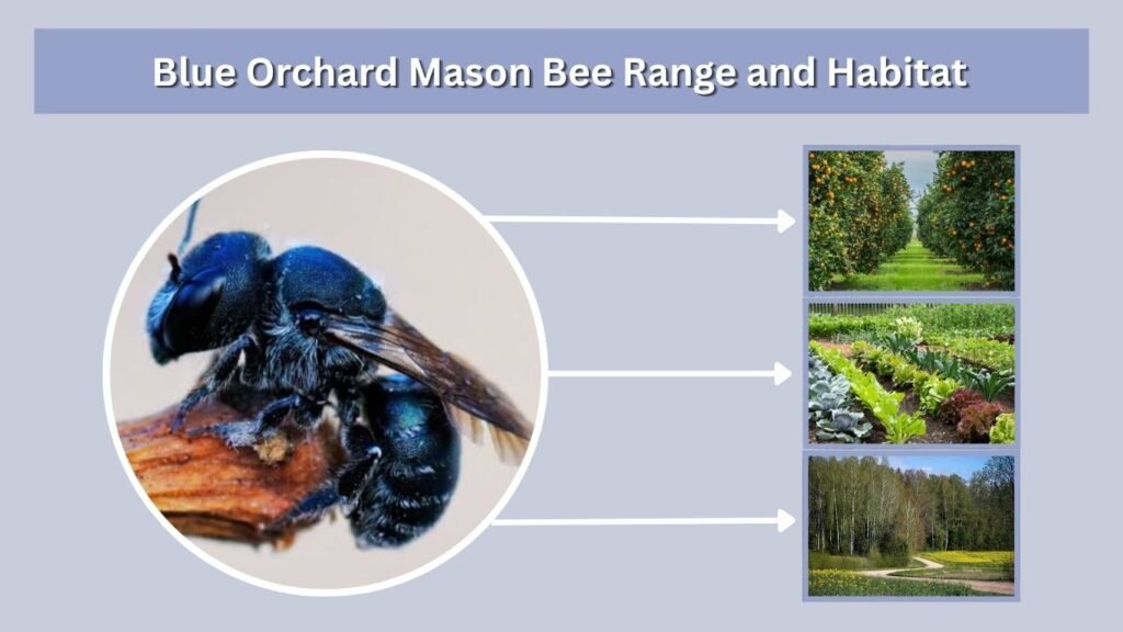 Blue Orchard Mason Bee Range and Habitat