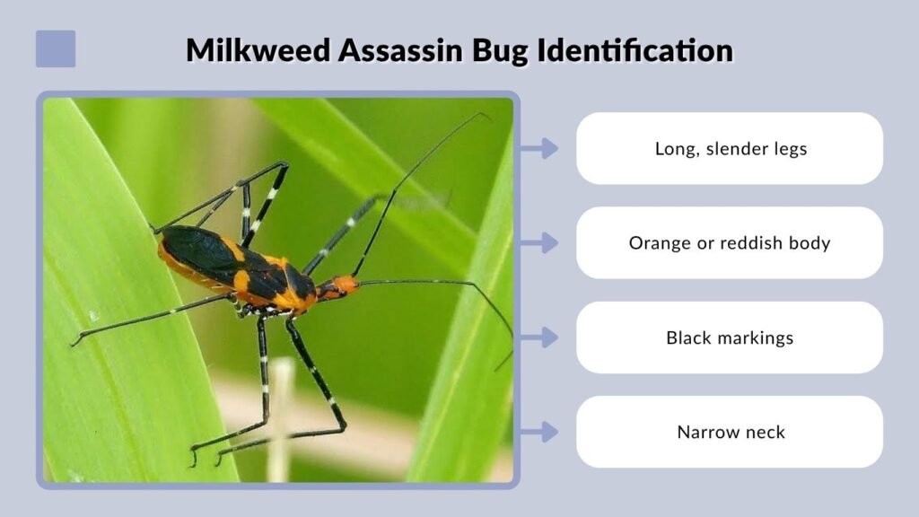 Milkweed Assassin Bug Identification