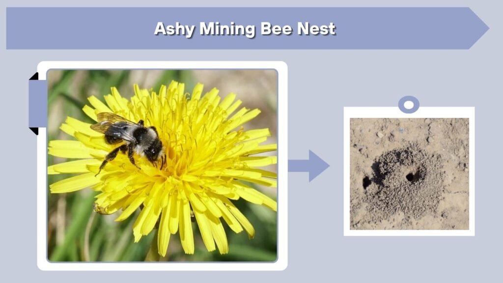 Ashy Mining Bee Nest