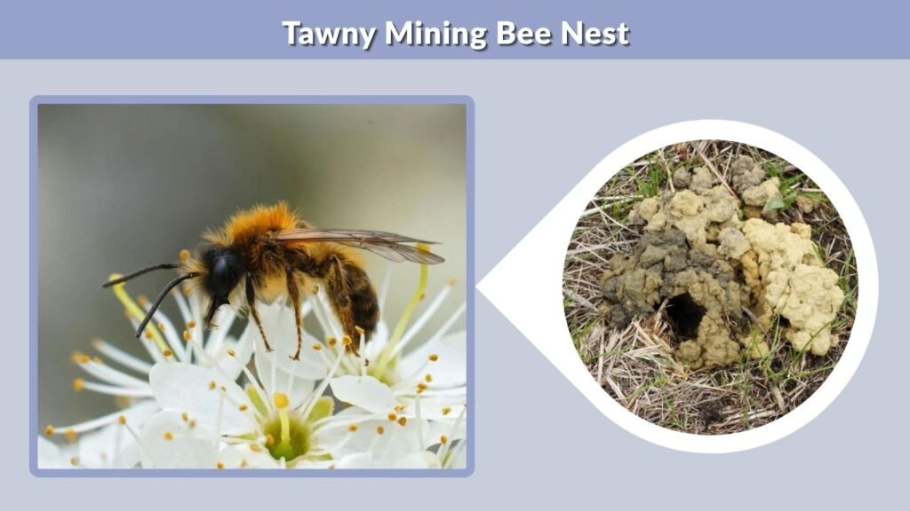 Tawny Mining Bee Nest