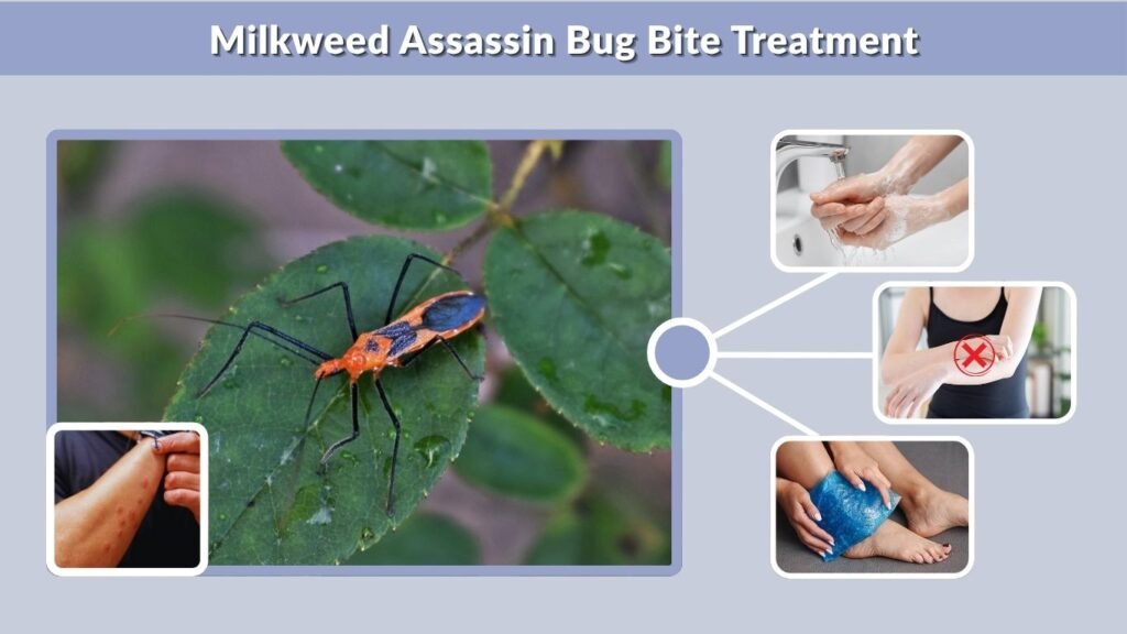 Milkweed Assassin Bug Bite Treatment