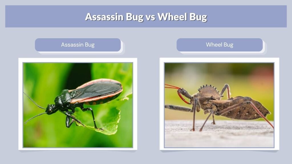 Assassin Bug vs Wheel Bug