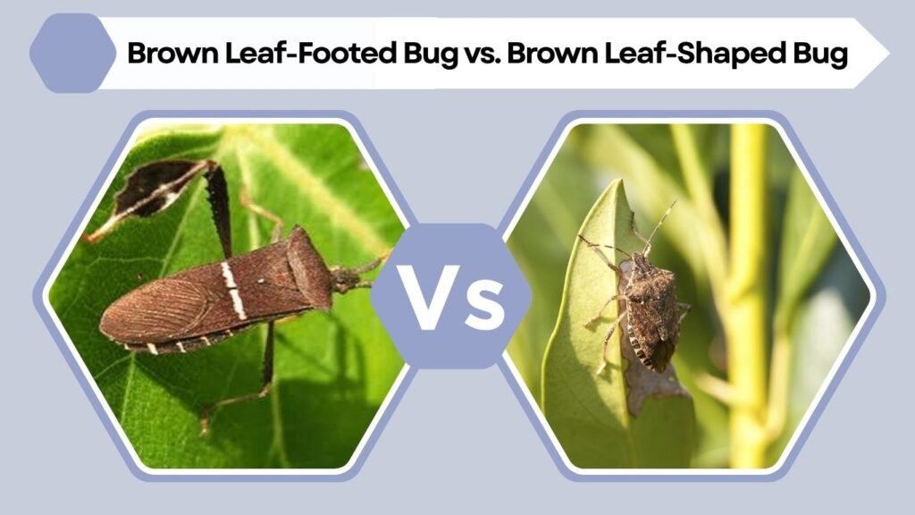 Brown Leaf-Footed Bug vs. Brown Leaf-Shaped Bug