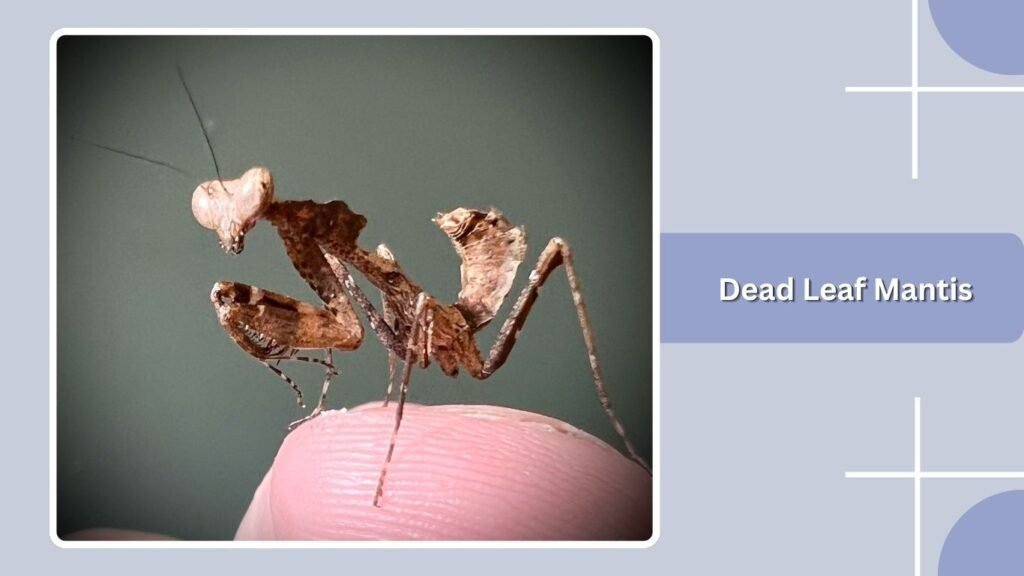  Dead Leaf Mantis