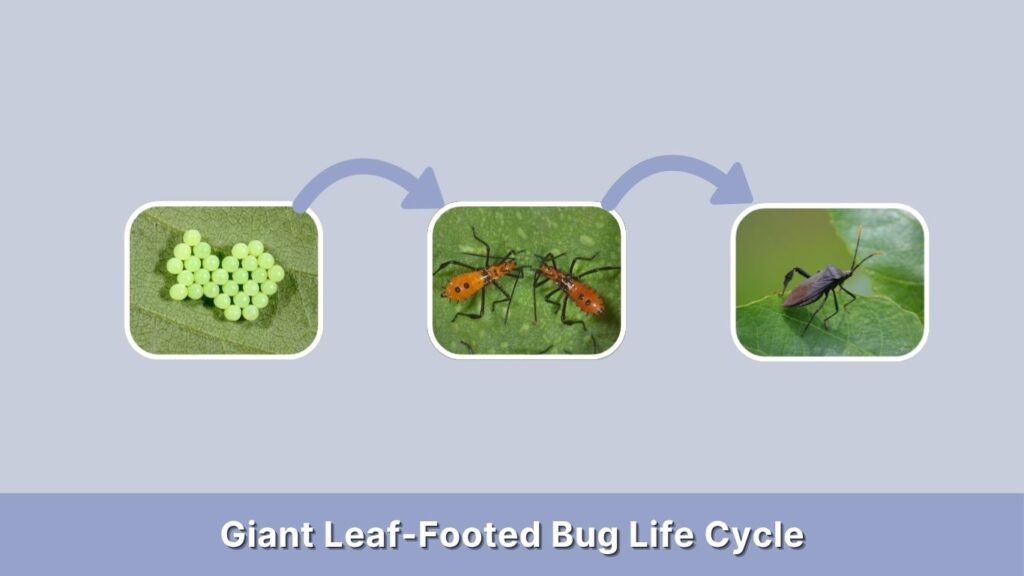 Giant Leaf-Footed Bug Life Cycle
