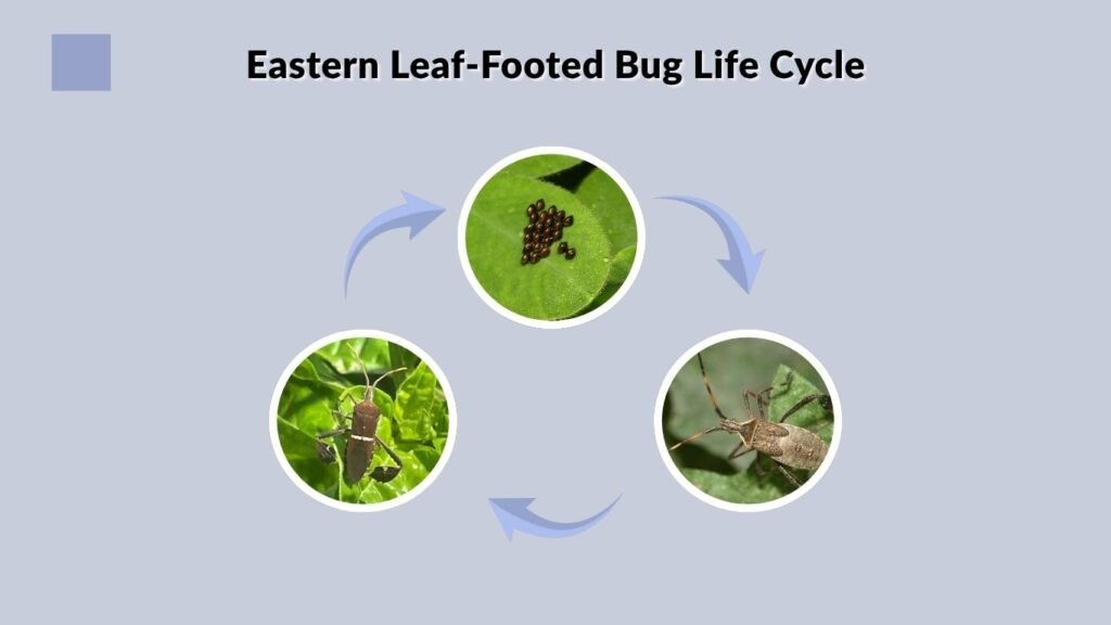 Eastern Leaf-Footed Bug Life Cycle