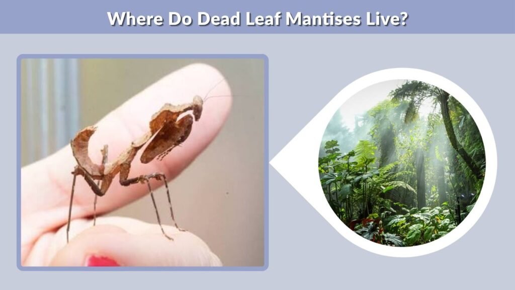 Where Do Dead Leaf Mantises Live?