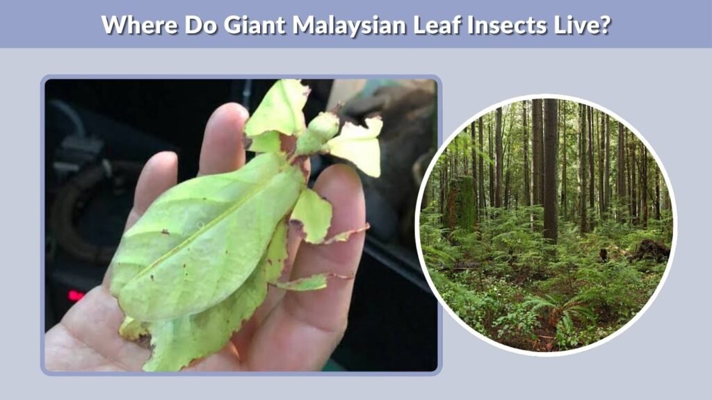 Where Do Giant Malaysian Leaf Insects Live?
