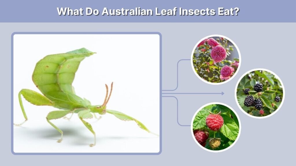 What Do Australian Leaf Insects Eat?