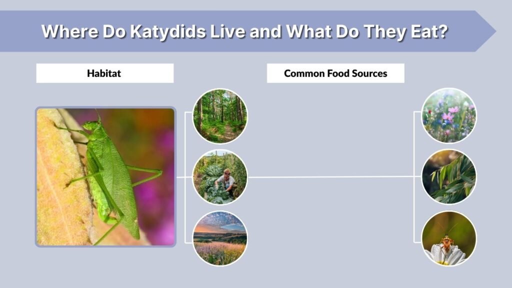 Where Do Katydids Live and What Do They Eat?