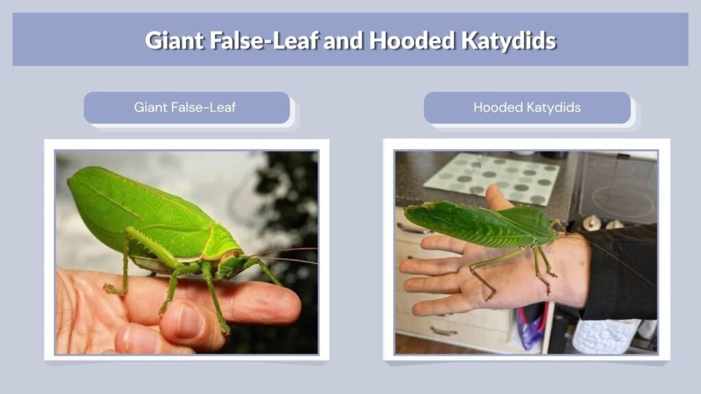 Giant False-Leaf and Hooded Katydids
