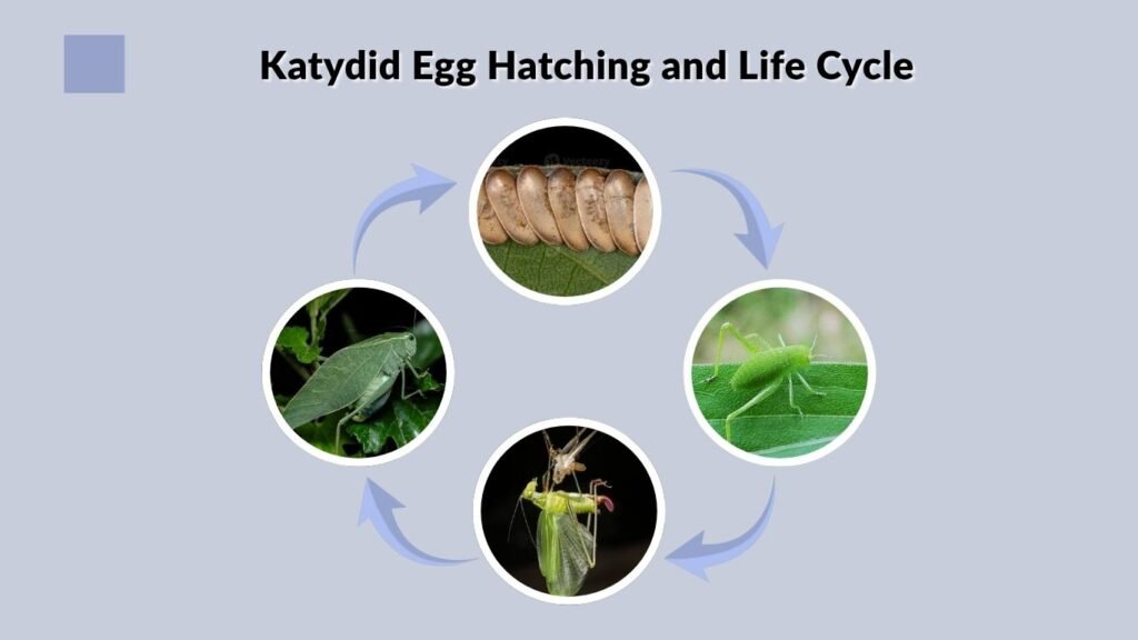 Katydid Egg Hatching and Life Cycle