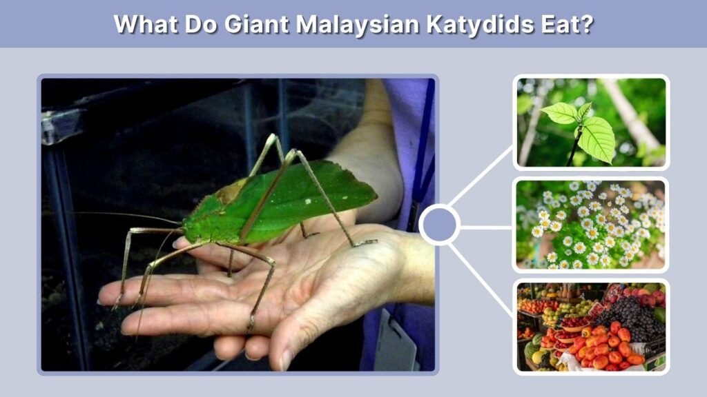 What Do Giant Malaysian Katydids Eat?