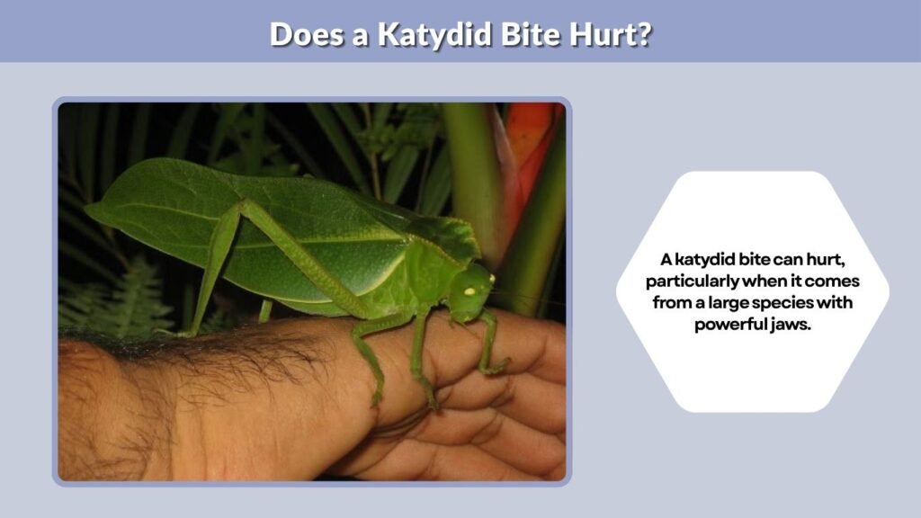 Does a Katydid Bite Hurt?