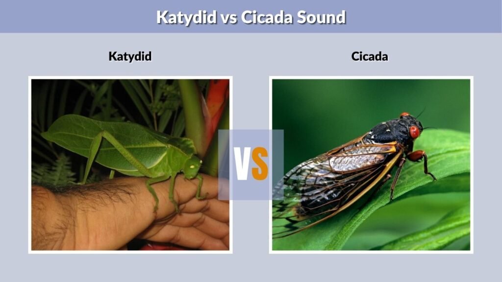 Katydid vs Cicada Sound