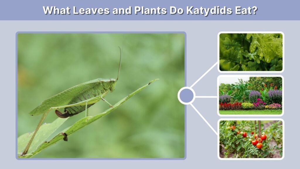 What Leaves and Plants Do Katydids Eat?