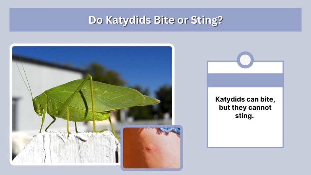 Do Katydids Bite or Sting?