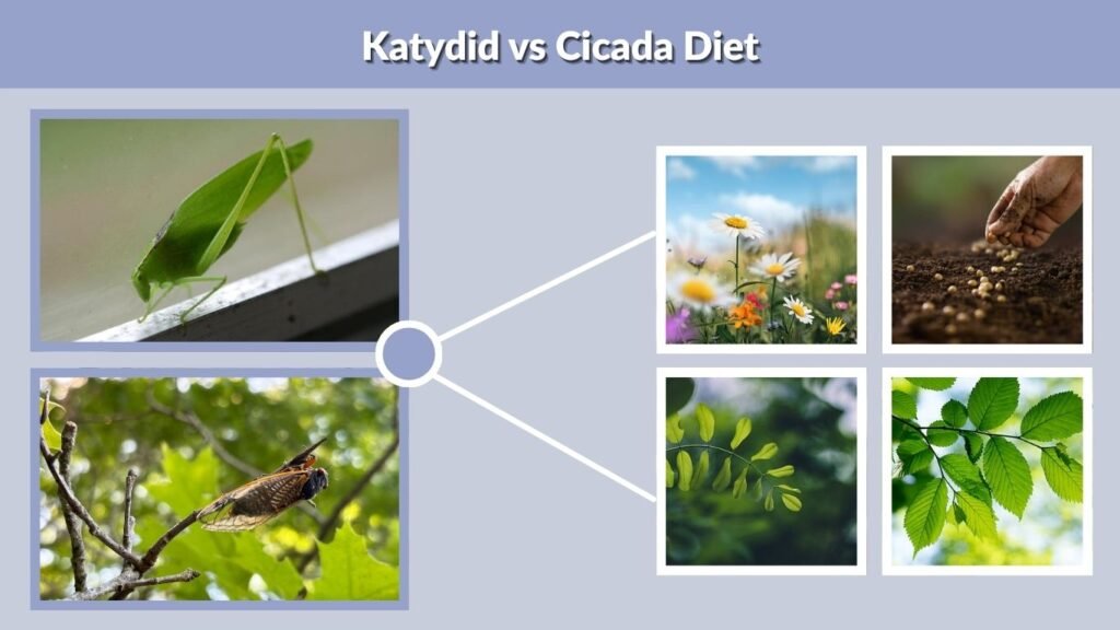 Katydid vs Cicada Diet