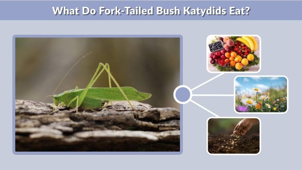 What Do Fork-Tailed Bush Katydids Eat?