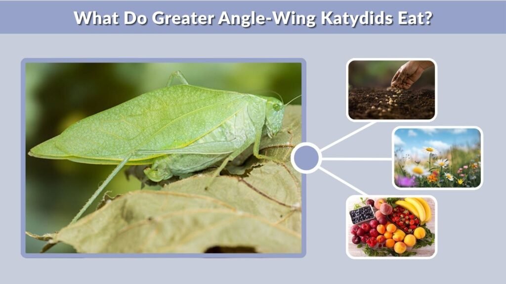 What Do Greater Angle-Wing Katydids Eat?