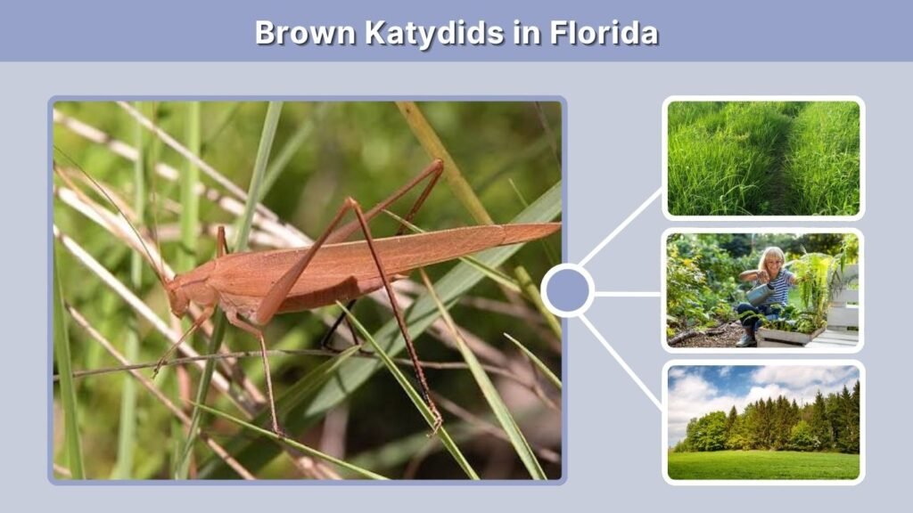Brown Katydids in Florida