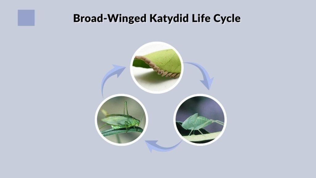 Broad-Winged Katydid Life Cycle