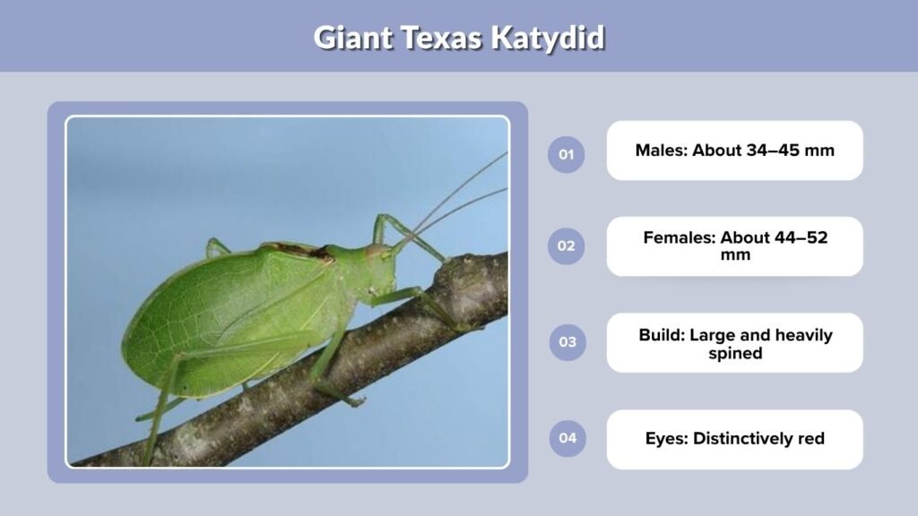 Giant Texas Katydid