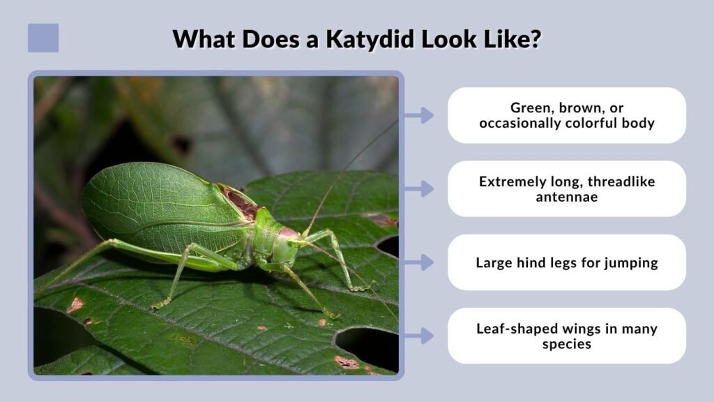What Does a Katydid Look Like?