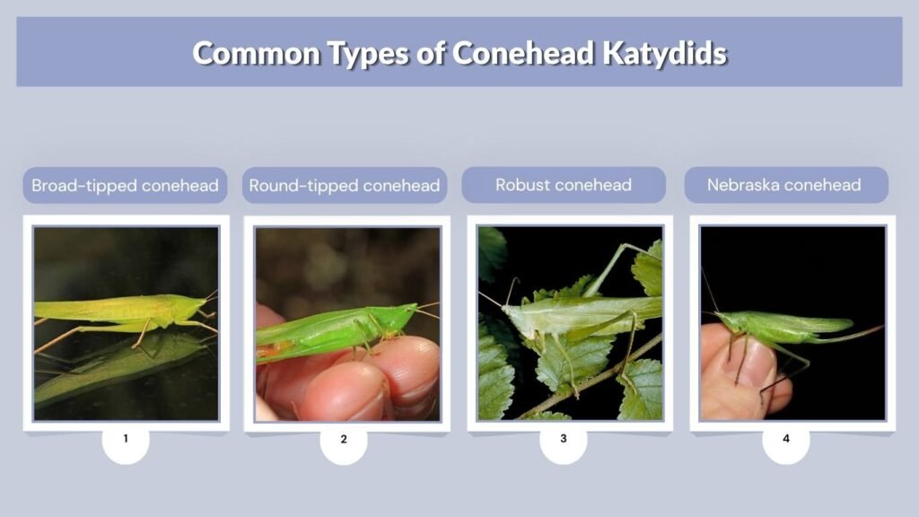 Common Types of Conehead Katydids