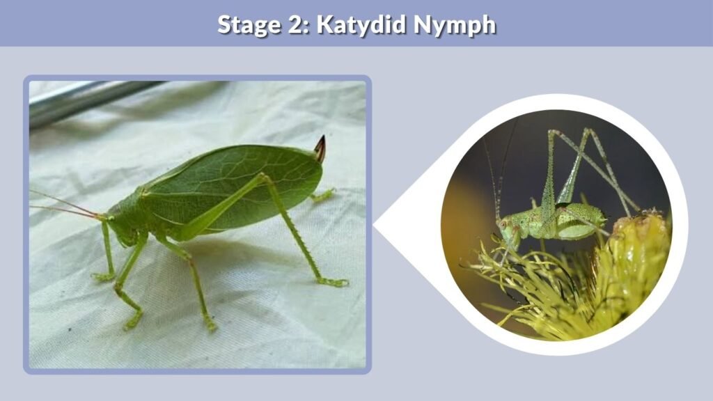 Stage 2: Katydid Nymph