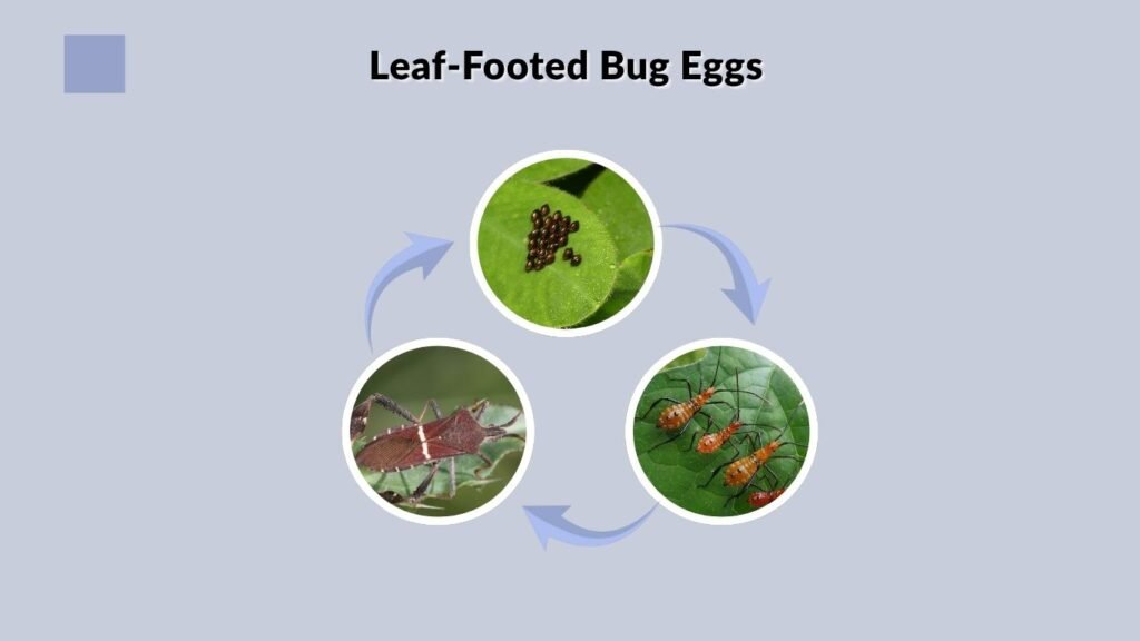 Leaf-Footed Bug Eggs