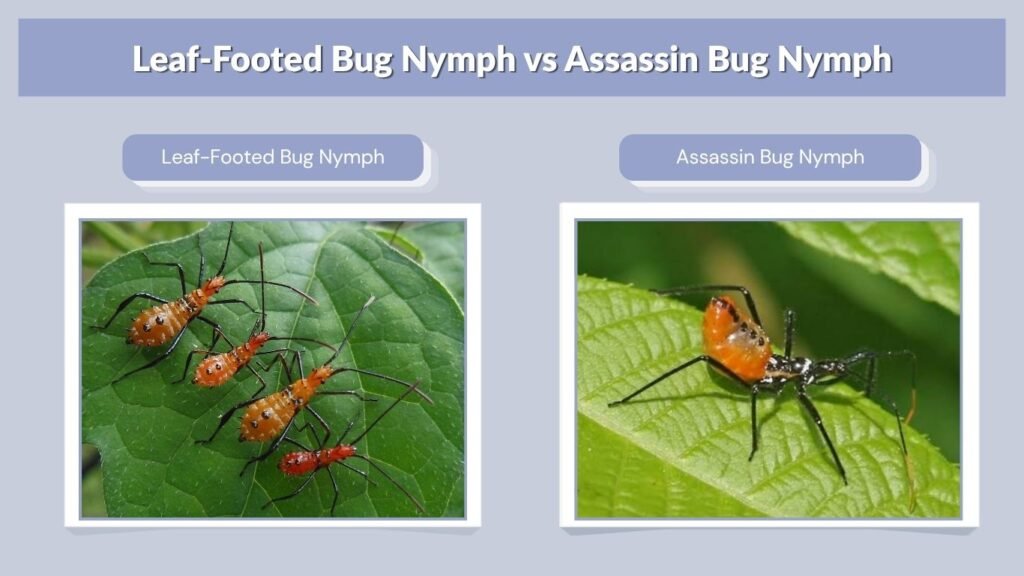 Leaf-Footed Bug Nymph vs Assassin Bug Nymph