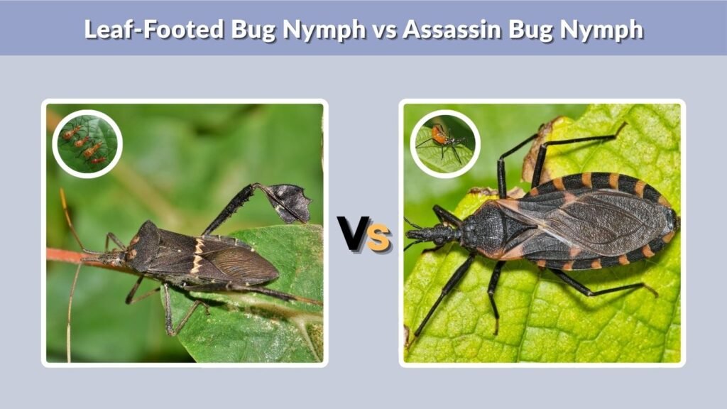 Leaf-Footed Bug Nymph vs Assassin Bug Nymph