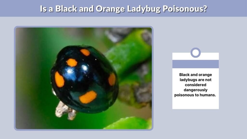 Is a Black and Orange Ladybug Poisonous?