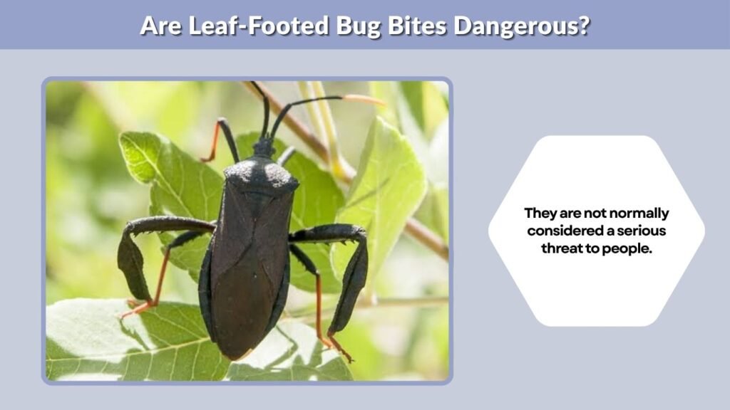 Are Leaf-Footed Bug Bites Dangerous?