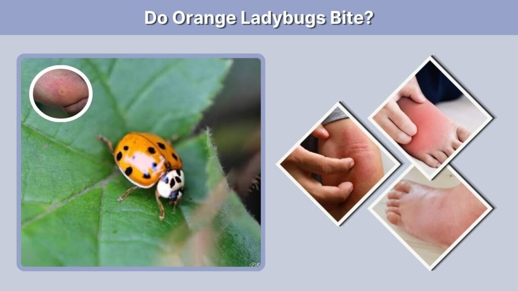 Do Orange Ladybugs Bite?