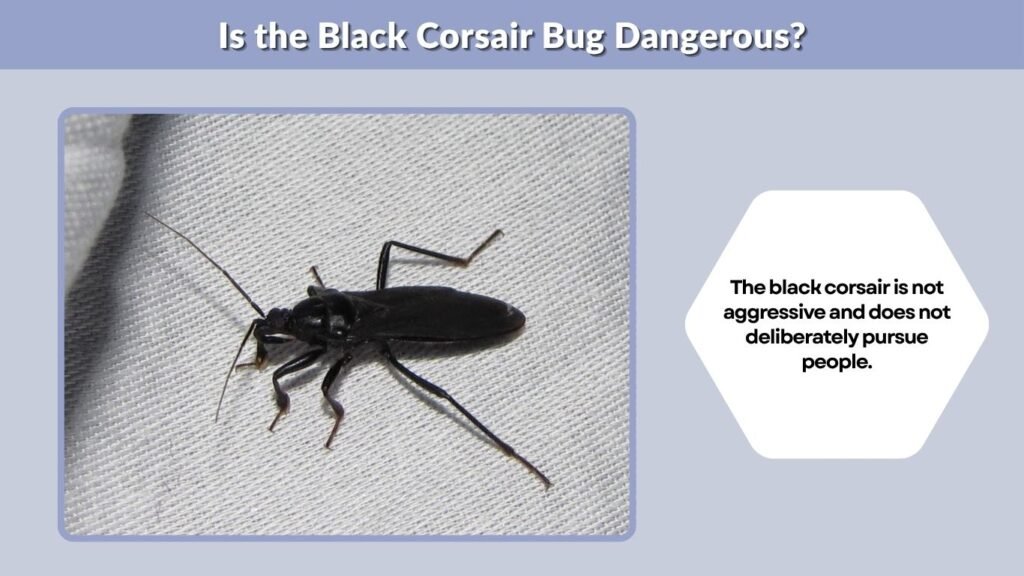 Is the Black Corsair Bug Dangerous?