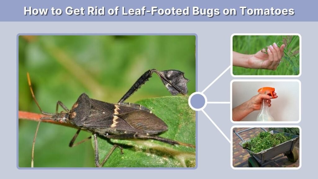 How to Get Rid of Leaf-Footed Bugs on Tomatoes