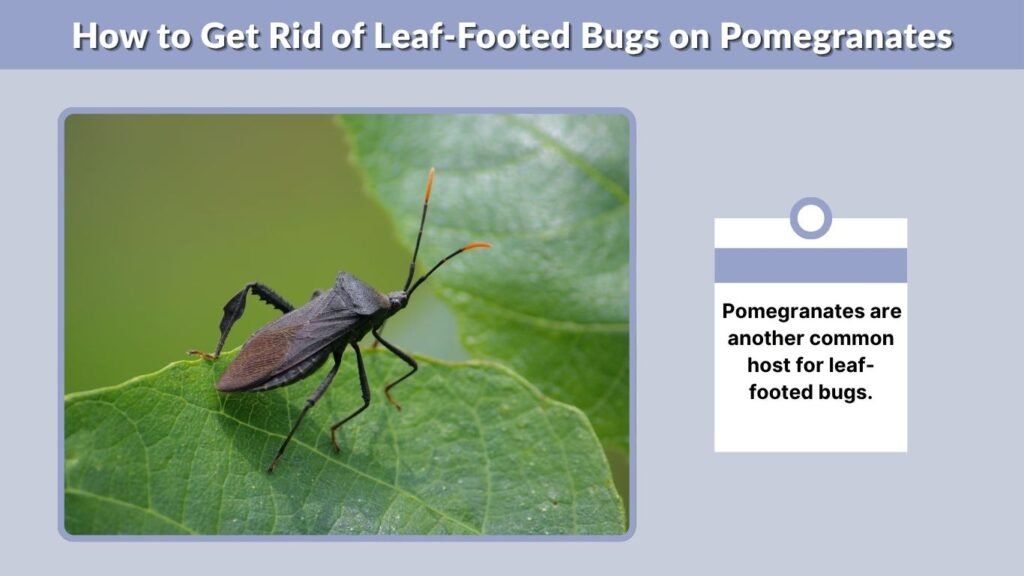 How to Get Rid of Leaf-Footed Bugs on Pomegranates