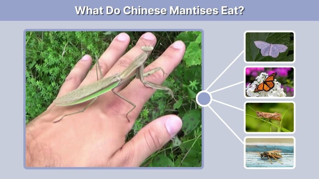 What Do Chinese Mantises Eat?