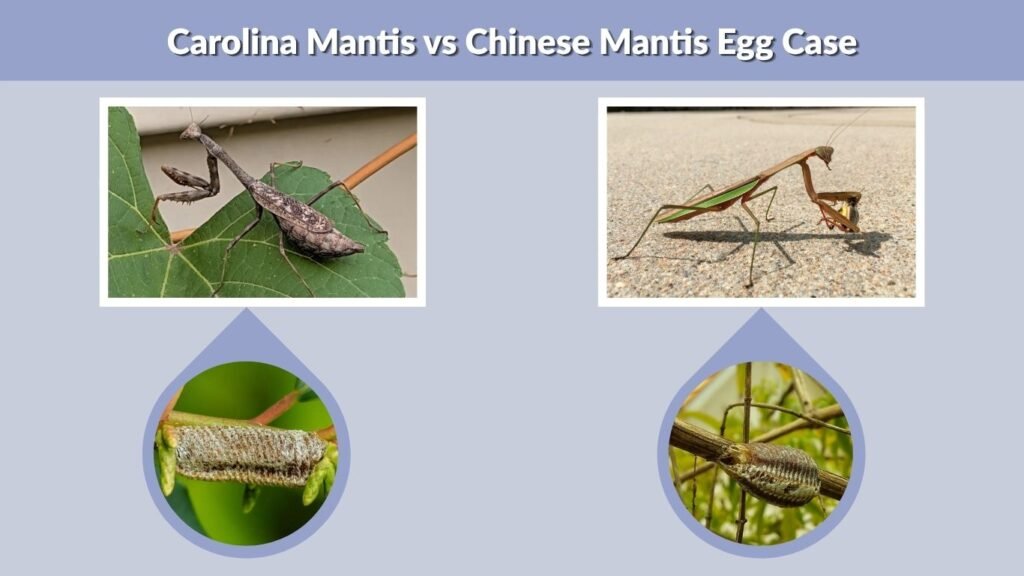 Carolina Mantis vs Chinese Mantis Egg Case