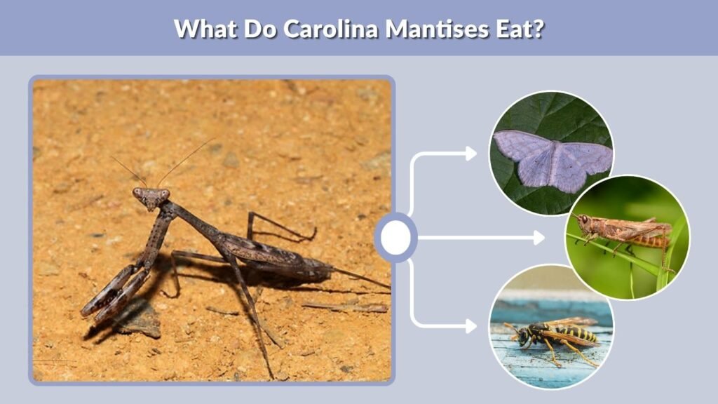 What Do Carolina Mantises Eat?